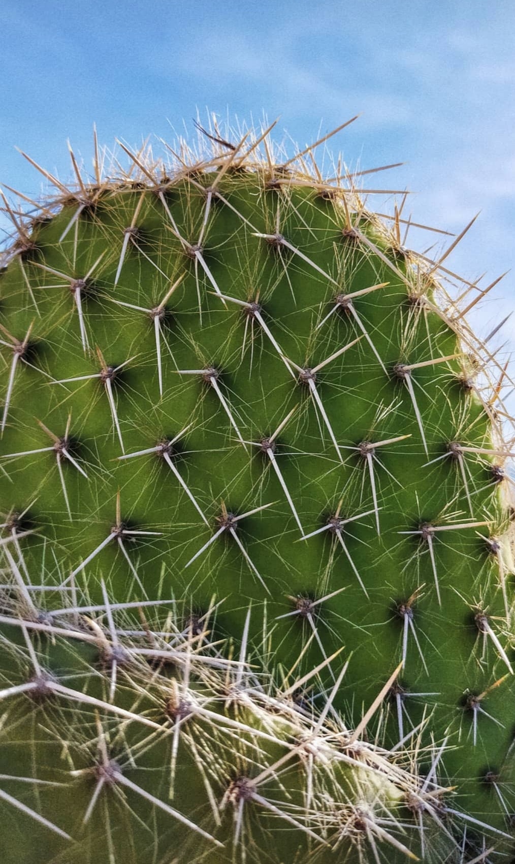 Fotografia_cactus